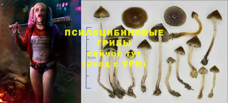 Галлюциногенные грибы Cubensis  ссылка на мегу зеркало  Бирск 